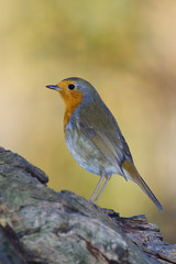 PROFIL de ROUGE GORGE