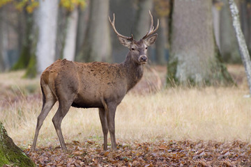 CHEVREUIL de PROFIL