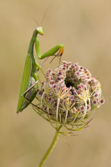 MANTE RELIGIEUSE sur FLEUR SECHE