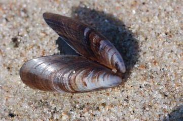 Miesmuschel im Sand