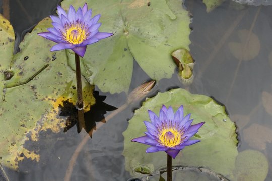 fleur de n&eacute;nuphar