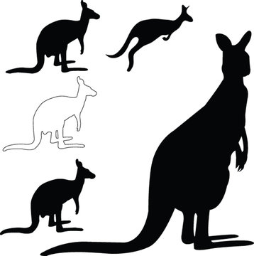 kangaroo collection - vector