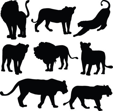 lions collection - vector