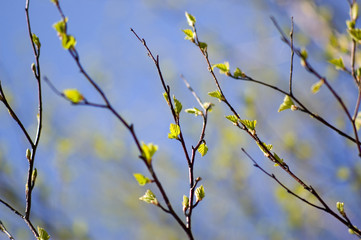 birch branches