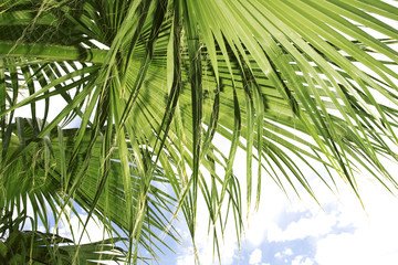 Fototapeta na wymiar Palm Tree Branches