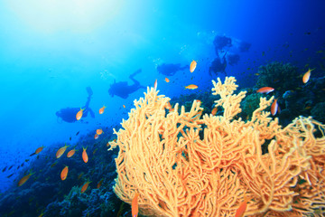Fototapeta na wymiar Giant Sea Fan Coral (Annella mollis) i płetwonurków