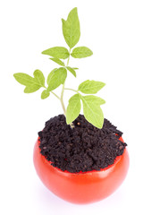 Transplant of a tree in a pot from fresh tomato