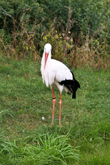 The White Stork