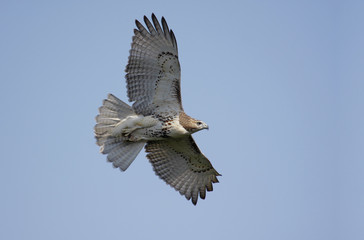Perched Red-tailed Hawk