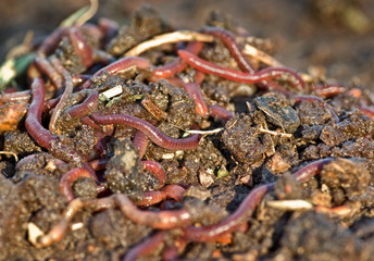 worms in the garden dirt