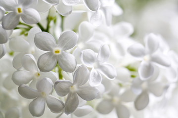 white flowers of lilac
