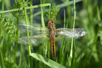 Libellule posée dans l'herbe