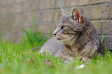 Katze im Gras
