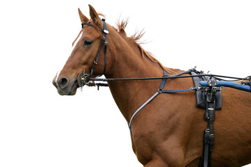 Fototapeta premium Tête d'un cheval de course, sur fond blanc.