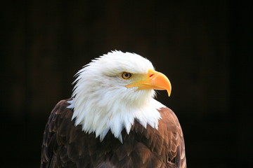 weißkopfseeadler