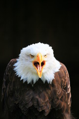 weißkopfseeadler