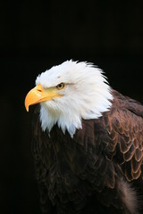weißkopfseeadler
