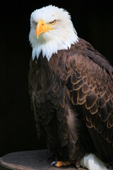 weißkopfseeadler