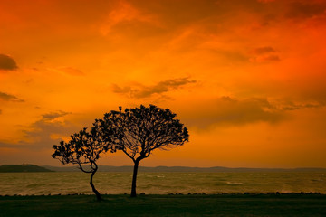 sunset with tree