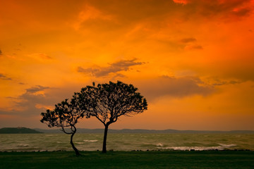 Fototapeta premium sunset with tree