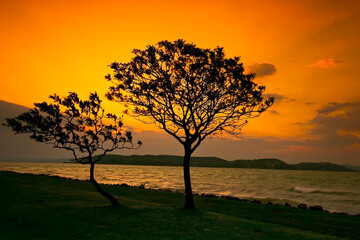 sunset with tree