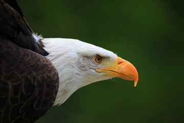 weißkopfseeadler