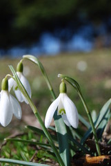 Frühblüher