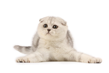 Funny kitten