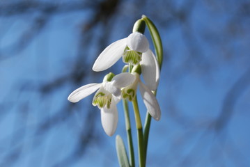 Fototapeta premium Frühblüher