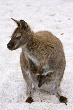 Wallaby on the Beach