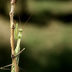 Praying Mantis (Mantis Religiosa)
