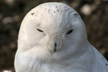 Obraz premium sleeping snowy owl