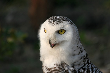 portrai of a snowy owl