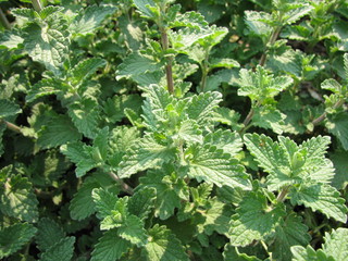 Katzenminze, Nepeta faassenii