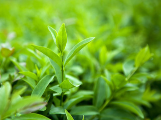Obraz premium Bush of green tea