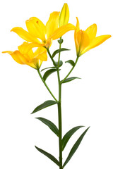 Beautiful yellow lily