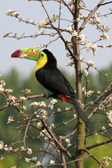 Keel-billed Toucan