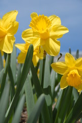 Narcissus pseudonarcissus