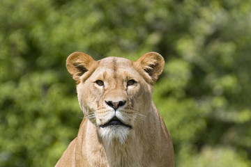 Interested Lion