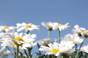 Weiße Margeriten