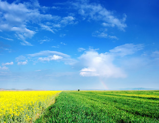 field of green grass , yellow rapeseed and perfect sky