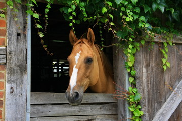 pferd