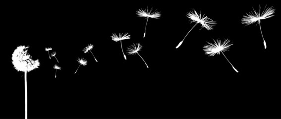 silhouettes of dandelions in the wind on black background - 13887753