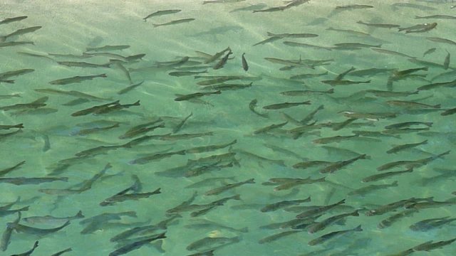 Fische im Becken
