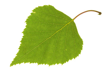 Fototapeta premium Birch leaf