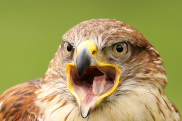 Ferruginous hawk with open beak