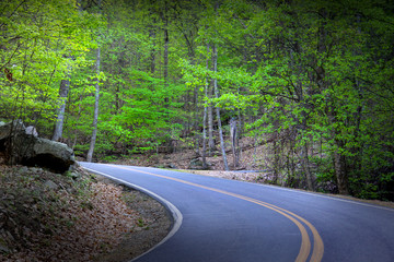 Road Through Forest