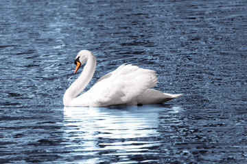 white swan