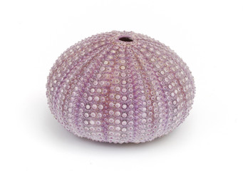 Violet sea-urchin