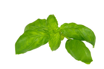 Basilikum - basil 04